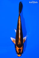 7" KIN ORENJI MATSUBA