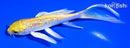 5.75" GINRIN YAMABUKI OGON BUTTERFLY