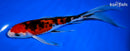 8.25" SANKE BUTTERFLY