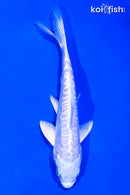 6" DOITSU PLATINUM OGON