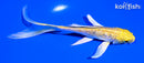 5.75" GINRIN YAMABUKI OGON BUTTERFLY