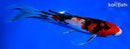 8.25" SANKE BUTTERFLY