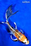 9.5" KUJAKU BUTTERFLY