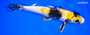 9.5" KIN KI SHOWA