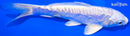 6" DOITSU PLATINUM OGON