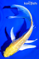 5.75" GINRIN YAMABUKI OGON BUTTERFLY