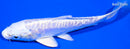 6" DOITSU PLATINUM OGON