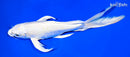 9.75" PLATINUM OGON BUTTERFLY
