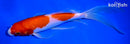 8.75" KOHAKU BUTTERFLY