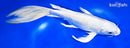 9.75" PLATINUM OGON BUTTERFLY