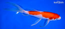 8.75" KOHAKU BUTTERFLY