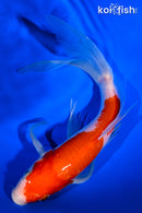 8.75" KOHAKU BUTTERFLY