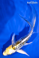 5.25" ARAGOKE KIN KIKOKURYU BUTTERFLY