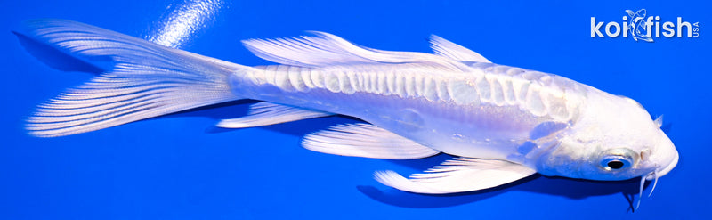 5.25" DOITSU PLATINUM OGON BUTTERFLY