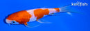 5" ARAGOKE KOHAKU BUTTERFLY