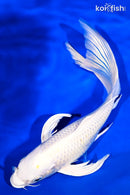 9.75" PLATINUM OGON BUTTERFLY