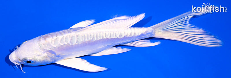 5.25" DOITSU PLATINUM OGON BUTTERFLY
