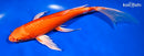 9.5" ORENJI OGON BUTTERFLY