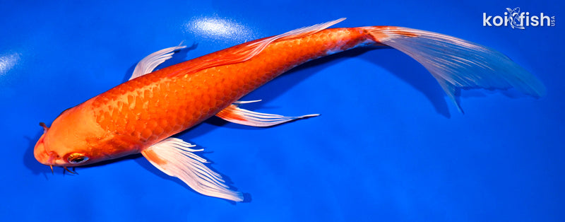 Orange Koi Fish For Sale – Page 21