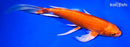 9.5" ORENJI OGON BUTTERFLY