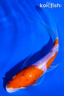 5" ARAGOKE KOHAKU BUTTERFLY