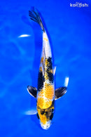 9.5" KIN KI SHOWA