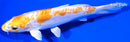6.5" DOITSU LEMON HARIWAKE