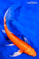 9.5" ORENJI OGON BUTTERFLY