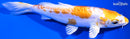 6.5" DOITSU LEMON HARIWAKE
