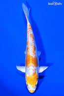 6.5" DOITSU LEMON HARIWAKE