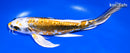9.5" KIN KIKOKURYU BUTTERFLY