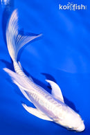 5.25" DOITSU PLATINUM OGON BUTTERFLY