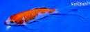 5" GINRIN KUCHIBENI KOHAKU BUTTERFLY