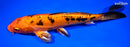 9.5" DOITSU KIN ORENJI BEKKO