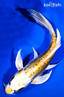 9.5" KIN KIKOKURYU BUTTERFLY