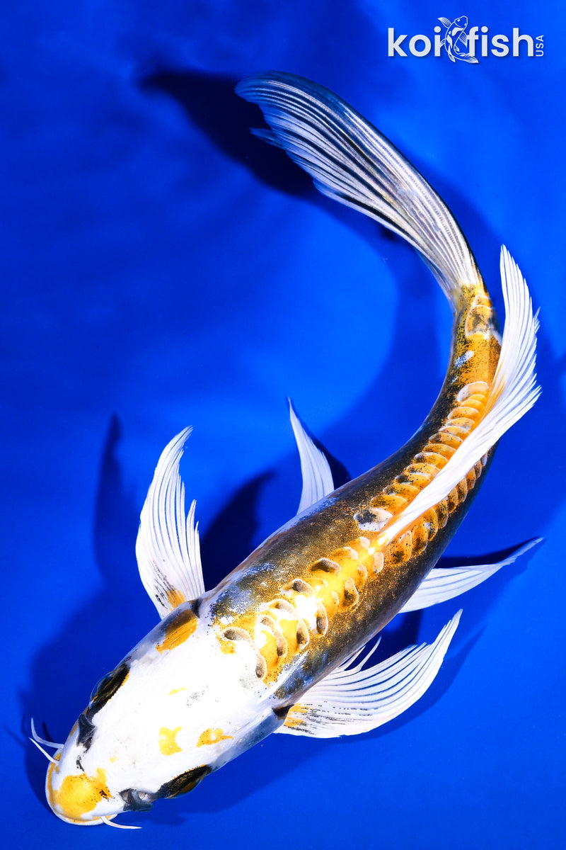 Butterfly Koi for Sale | Buy Butterfly Koi Online | Koi Fish USA