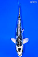 5.75" KIKOKURYU