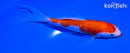5" GINRIN KUCHIBENI KOHAKU BUTTERFLY