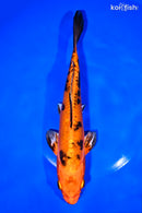 9.5" DOITSU KIN ORENJI BEKKO