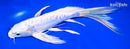 10" DOITSU PLATINUM OGON BUTTERFLY