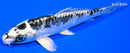 5.75" KIKOKURYU