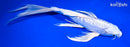 10" DOITSU PLATINUM OGON BUTTERFLY