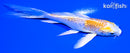 5" GINRIN LEMON HARIWAKE BUTTERFLY