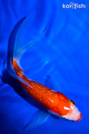 5" GINRIN KUCHIBENI KOHAKU BUTTERFLY