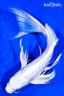 10" DOITSU PLATINUM OGON BUTTERFLY