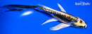 5.75" KIN KIKOKURYU BUTTERFLY