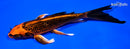 7.75" KIN ORENJI MATSUBA BUTTERFLY