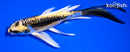 5.75" KIN KIKOKURYU BUTTERFLY