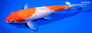 9.5" GINRIN NIDAN KOHAKU