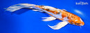 9.5" HEISEI NISHIKI BUTTERFLY